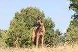 MALINOIS 118